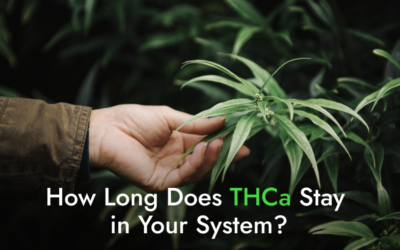 How Long Does THCA Stay in Your System?